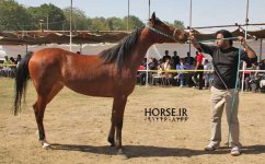 persian horse show ahwaz (11).jpg