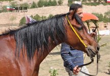 persian horse show ahwaz (18).jpg