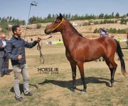 persian horse show ahwaz (19).jpg