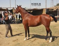 persian horse show ahwaz (20).jpg