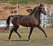 persian horse show ahwaz (34).jpg