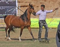 persian horse show ahwaz (36).jpg