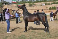 persian asil horse show (10).jpg