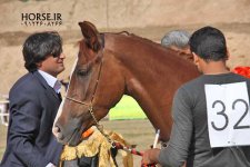 persian asil horse show (11).jpg