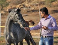 persian asil horse show (15).jpg