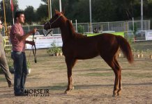 persian asil horse show (16).jpg