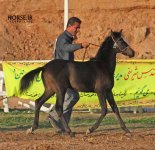 persian asil horse show (19).jpg
