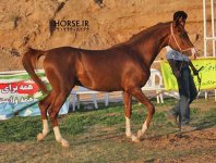 persian asil horse show (21).jpg