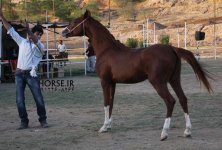persian asil horse show (26).jpg