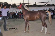 persian asil horse show (31).jpg