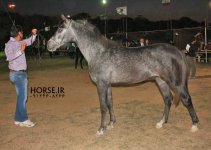 persian asil horse show (33).jpg
