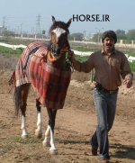 ahwaz horse 1383 (10).jpg