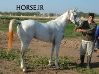 ahwaz horse 1383 (15).jpg