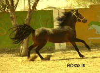 iran asil horse (3).jpg