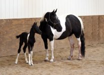 Friesian Sporthorse.jpg