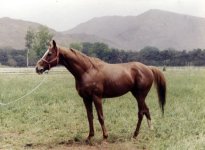 AZIN-2.jpg