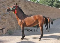 haray foal (1).jpg
