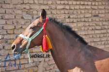 haray foal (2).jpg