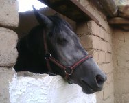IMG0307A.jpg