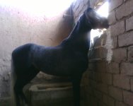 IMG0292A.jpg