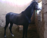 IMG0448A.jpg