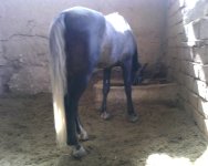 IMG0432A.jpg
