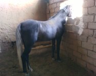 IMG0466A.jpg