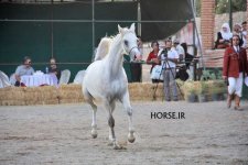 arabian asil show (7).jpg
