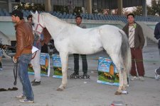 turkmen horse iran (5).jpg