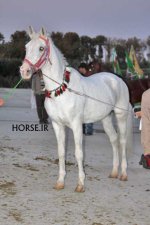 turkmen horse iran (9).jpg