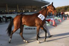 turkmen horse show (20).jpg