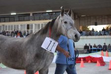 turkmen show iran (12).jpg