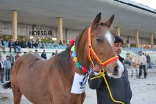 iran horse (6).jpg