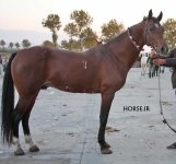 iran horse .jpg