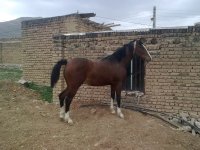 تصویر0667.jpg