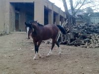 تصویر0668.jpg