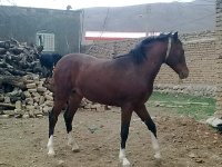 تصویر0664.jpg