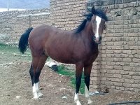 تصویر0665.jpg