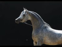 Amir Al Shaqab.jpg
