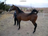 khodayar10.jpg