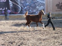 IMG_5529.jpg