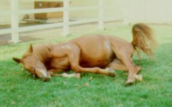 colic.jpg
