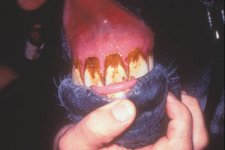 colic_fig22.jpg
