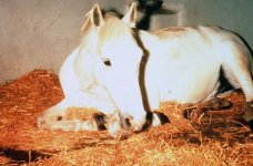 colic-horse-slide.jpg