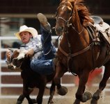 Calgary Stampede rodeo3.jpg