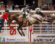 Calgary Stampede rodeo2.jpg