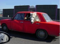 funny_ferrari_picture_horse_red_car.jpg