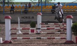 iranian iomud horse (2).jpg