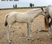 kore bahman1.jpg