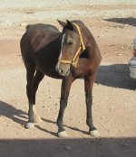 IMG_8226.jpg